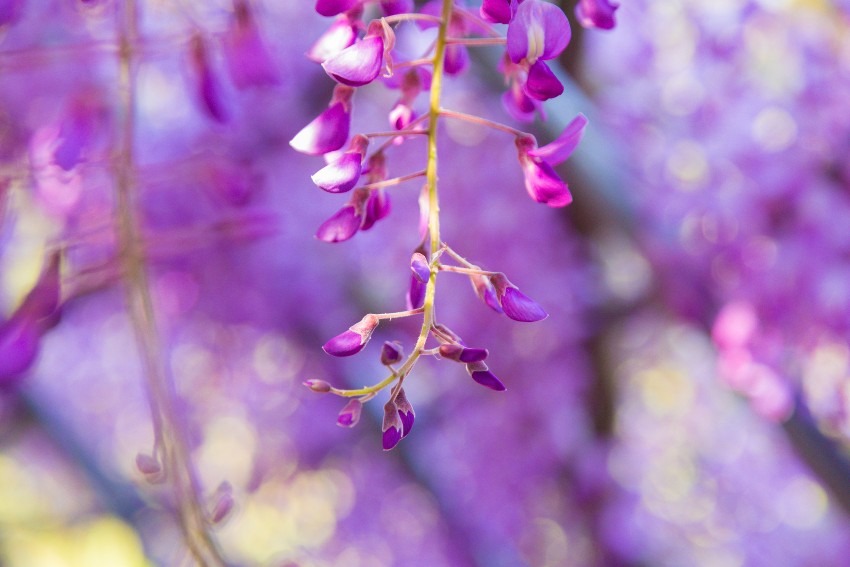 Kawachi Fujien = wisteria flowers are really wonderful!