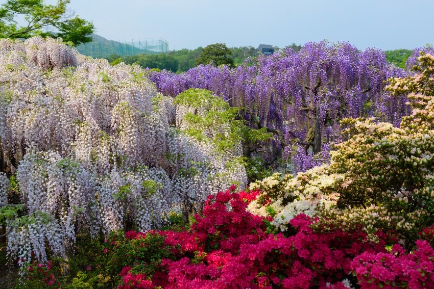 Wisteria flowers at Ashikaga Flower Park