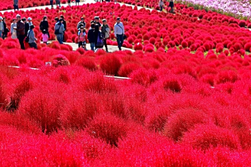 National Hitachi-Seaside Park = Japan's representative flower garden, beautiful nemophilas and kochias