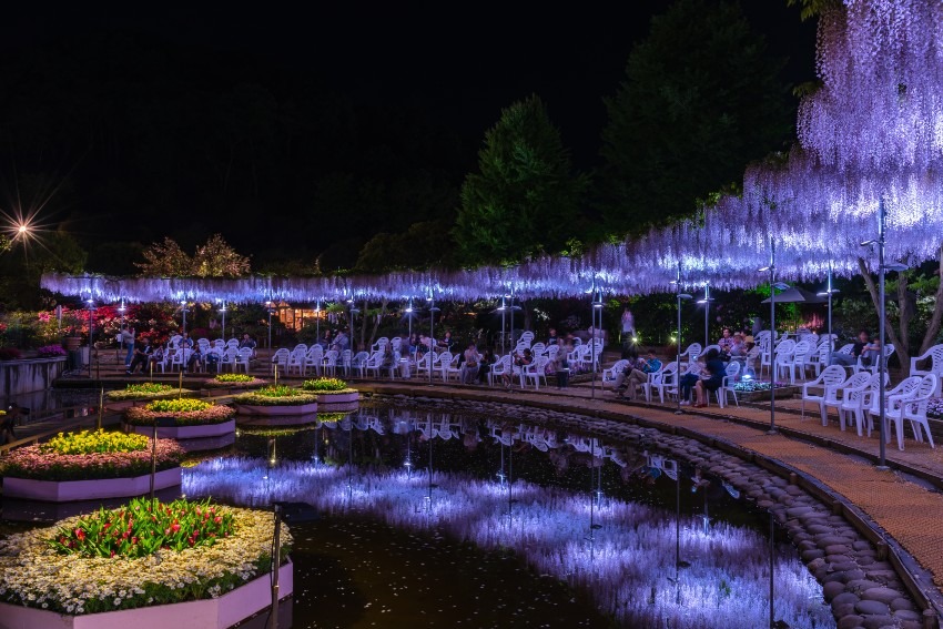 Wisteria flowers at Ashikaga Flower Park