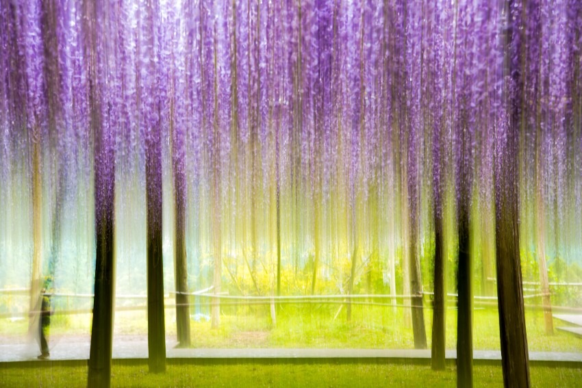 Kawachi Fujien = wisteria flowers are really wonderful!