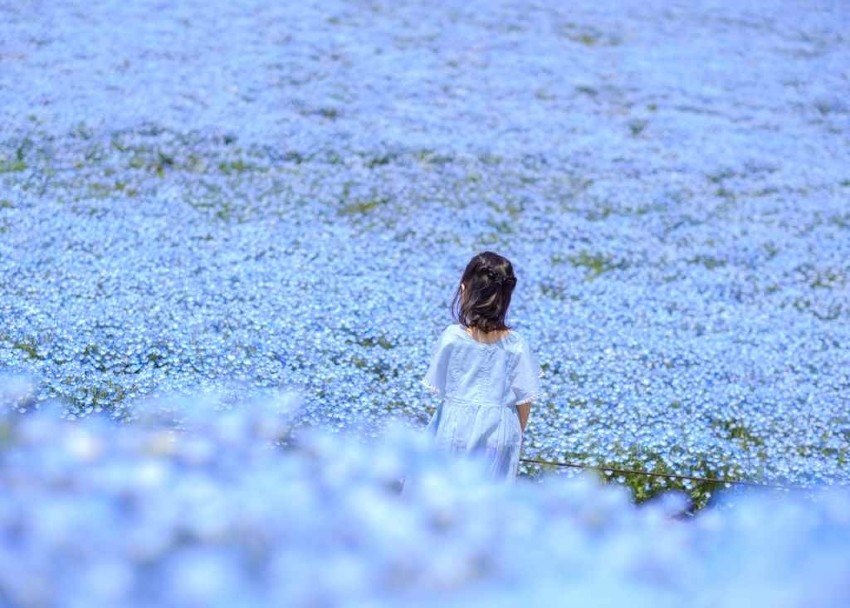 National Hitachi-Seaside Park = Japan's representative flower garden, beautiful nemophilas and kochias