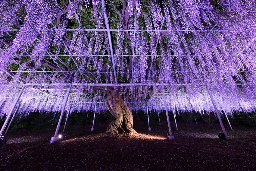 Wisteria flowers at Ashikaga Flower Park