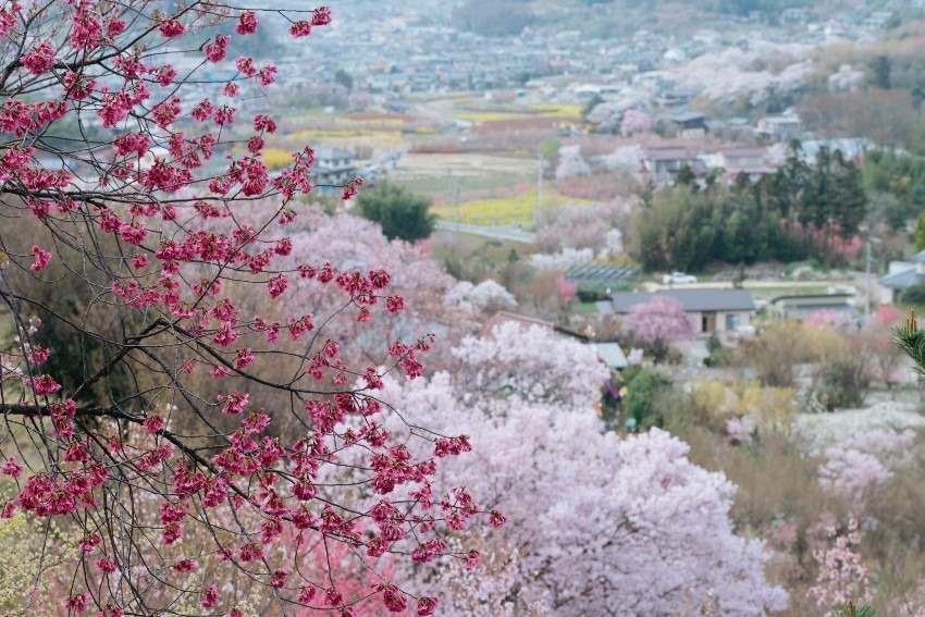 Hanamiyama Park