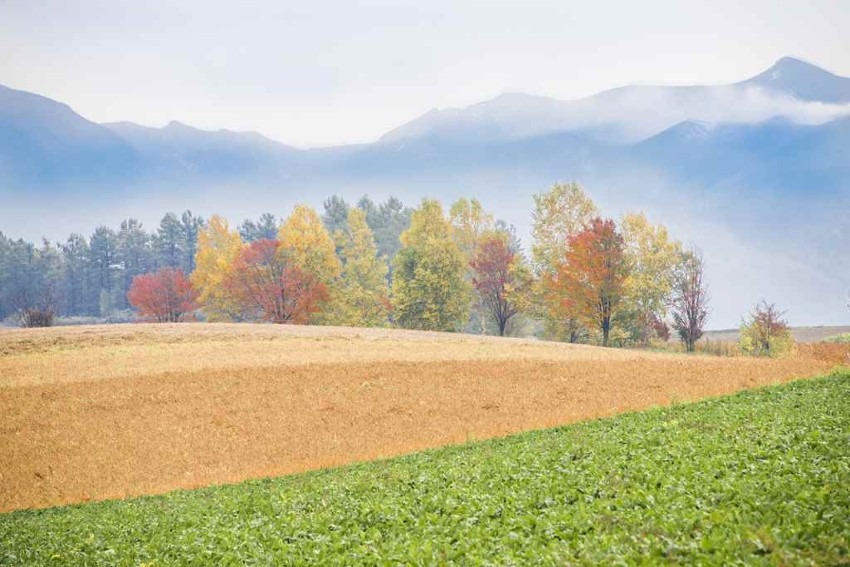 Furano and Biei (Hokkaido) = Area with the most popular flower gardens in Japan. Lavender fields in summer are the best!