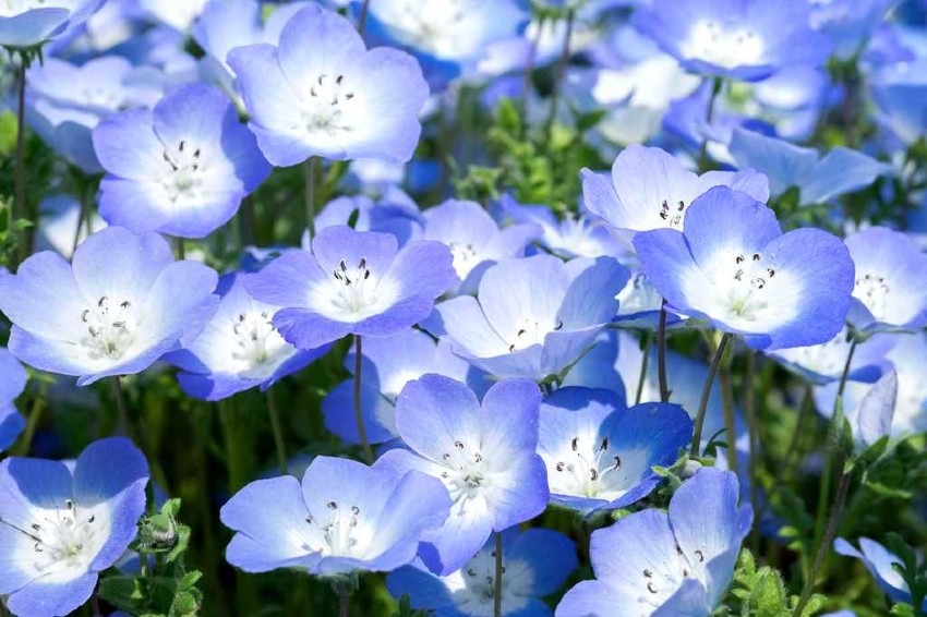 National Hitachi-Seaside Park = Japan's representative flower garden, beautiful nemophilas and kochias