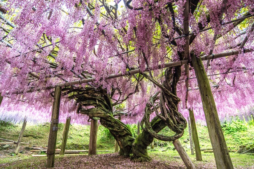 Kawachi Fujien = wisteria flowers are really wonderful!