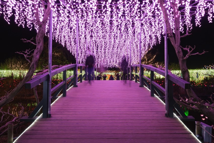 Wisteria flowers at Ashikaga Flower Park