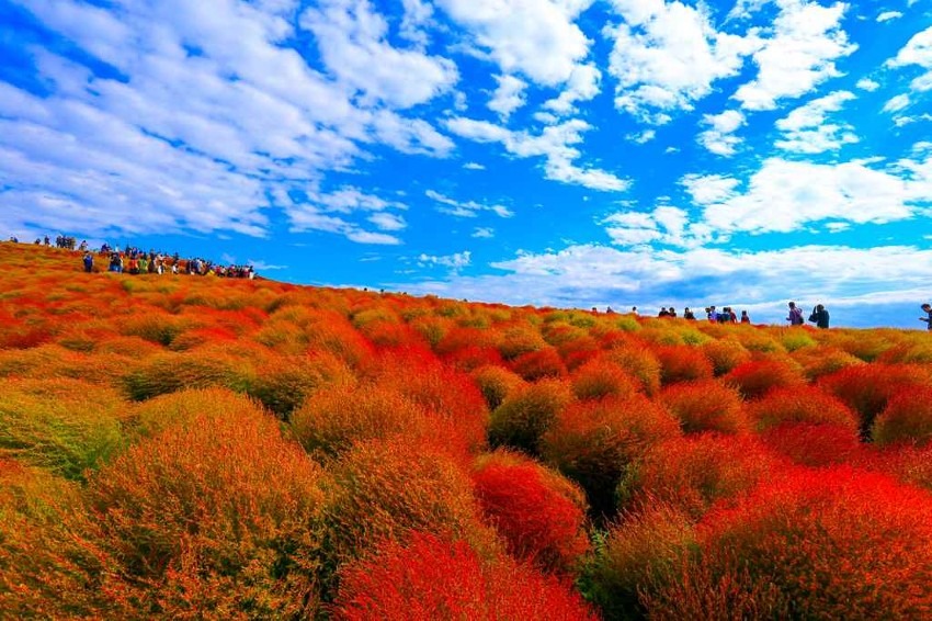 National Hitachi-Seaside Park = Japan's representative flower garden, beautiful nemophilas and kochias