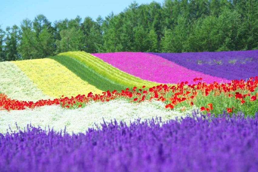 Furano and Biei (Hokkaido) = Area with the most popular flower gardens in Japan. Lavender fields in summer are the best!