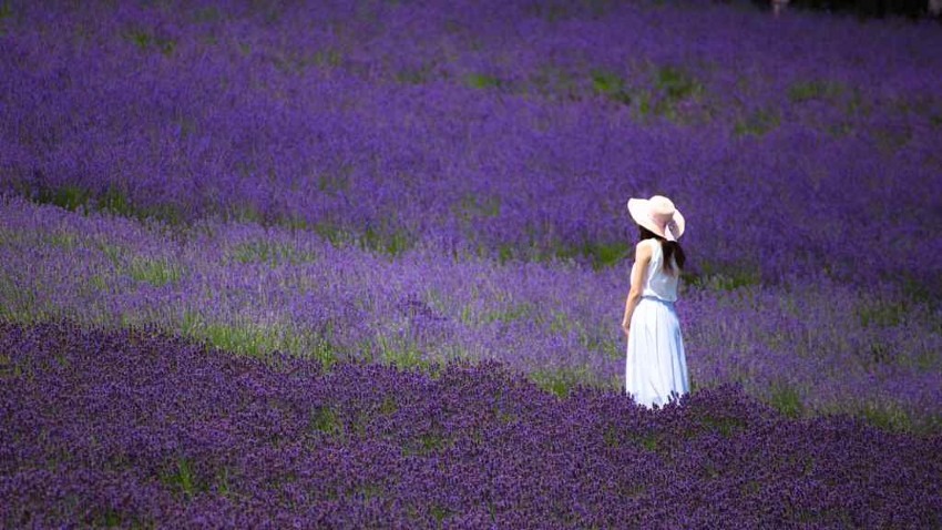 Furano and Biei (Hokkaido) = Area with the most popular flower gardens in Japan. Lavender fields in summer are the best!