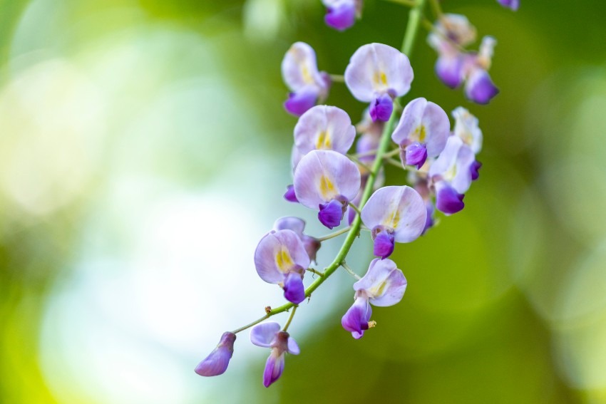 Kawachi Fujien = wisteria flowers are really wonderful!