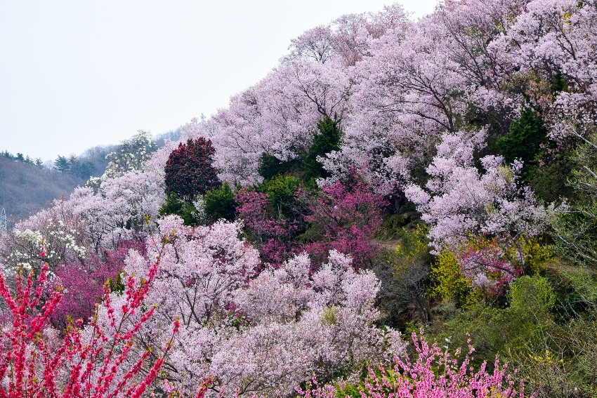 Hanamiyama Park