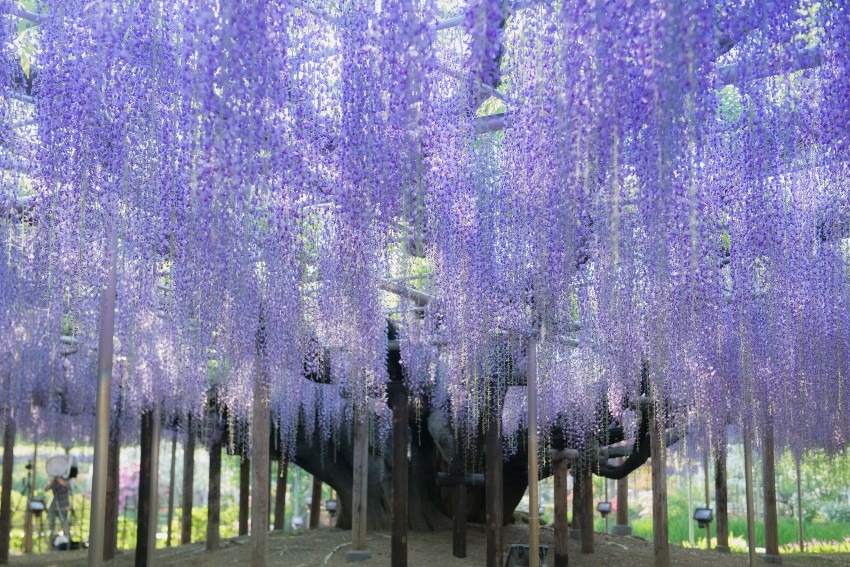 Wisteria flowers at Ashikaga Flower Park