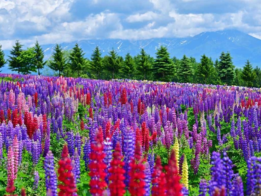 Furano and Biei (Hokkaido) = Area with the most popular flower gardens in Japan. Lavender fields in summer are the best!