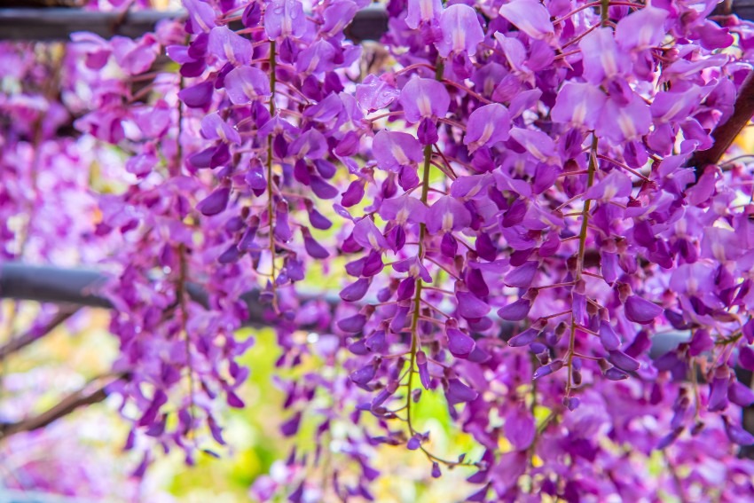 Kawachi Fujien = wisteria flowers are really wonderful!