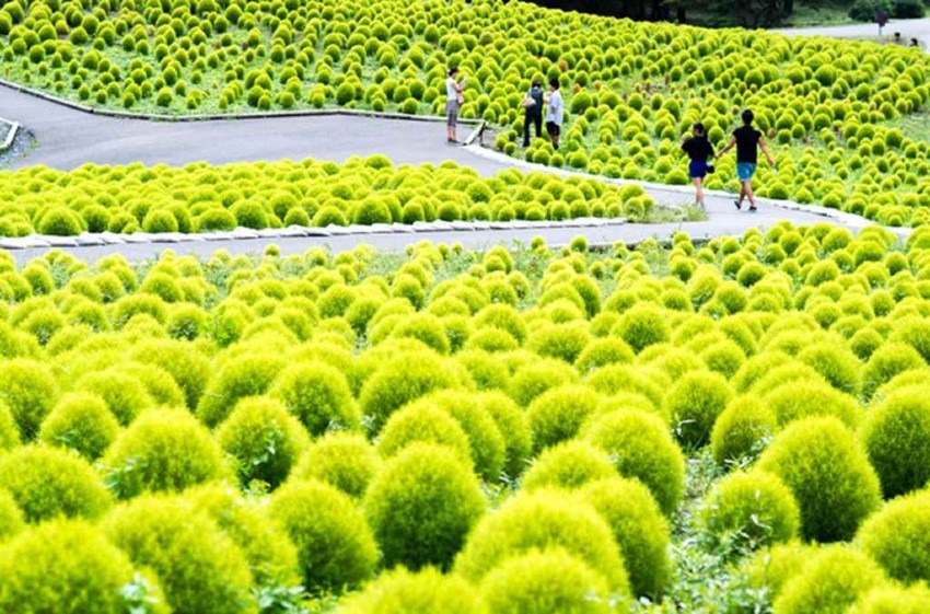 National Hitachi-Seaside Park = Japan's representative flower garden, beautiful nemophilas and kochias