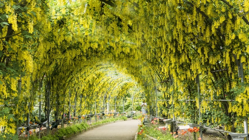 Wisteria flowers at Ashikaga Flower Park