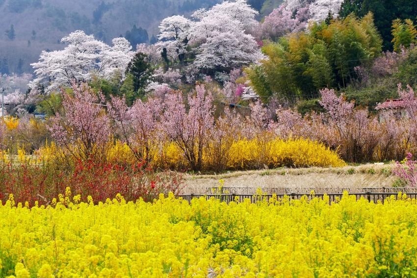 Hanamiyama Park