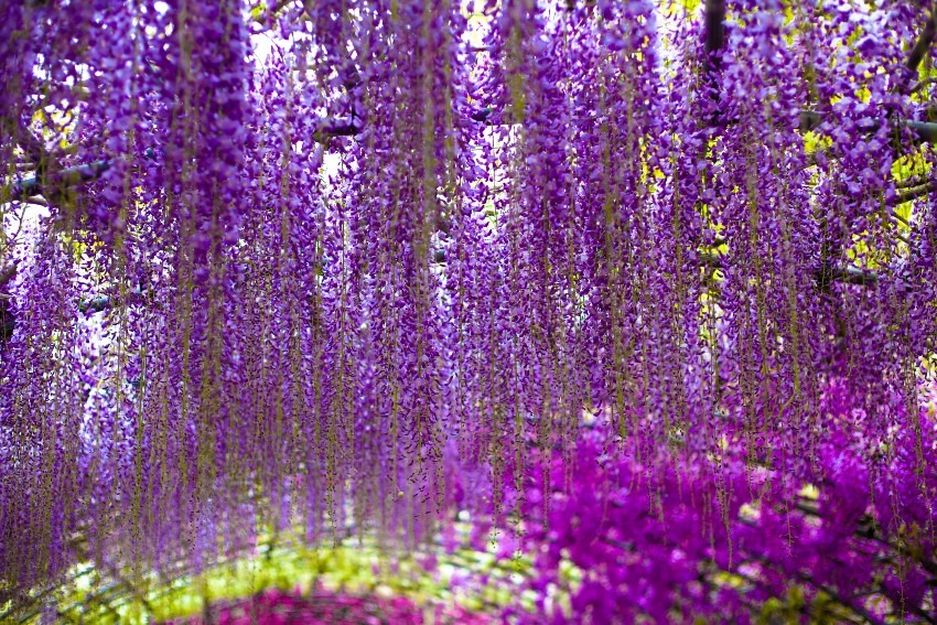 Kawachi Fujien = wisteria flowers are really wonderful!