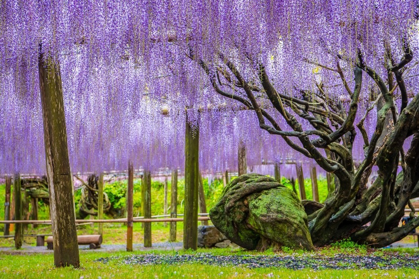 Kawachi Fujien = wisteria flowers are really wonderful!