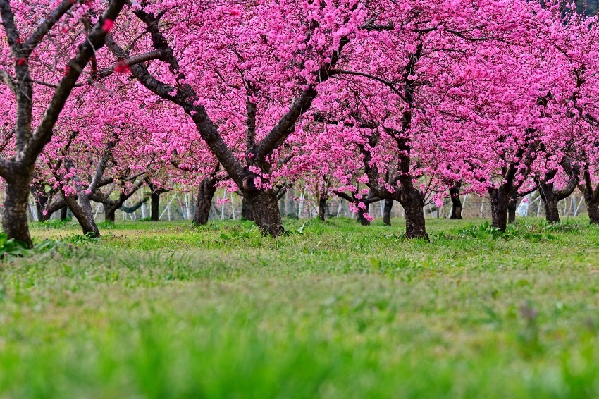 Hanamiyama Park