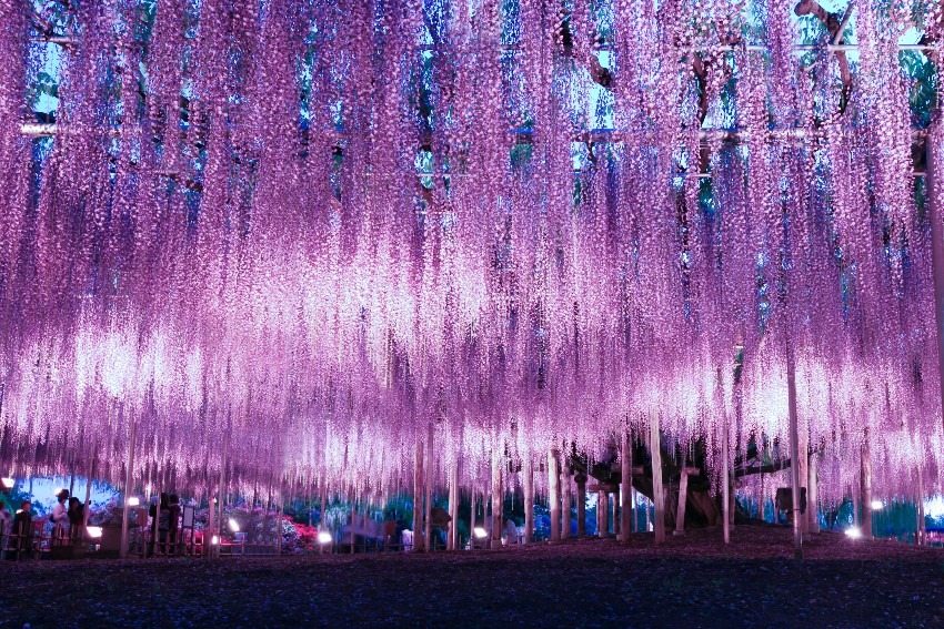 Wisteria flowers at Ashikaga Flower Park