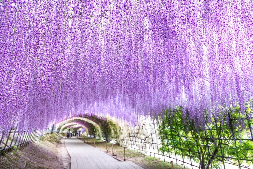 Kawachi Fujien = wisteria flowers are really wonderful!