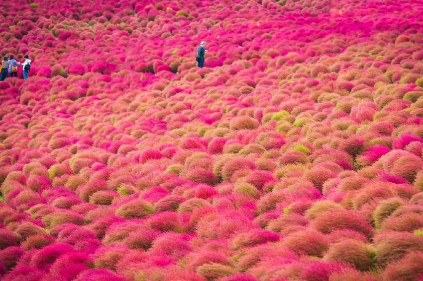 National Hitachi-Seaside Park = Japan's representative flower garden, beautiful nemophilas and kochias