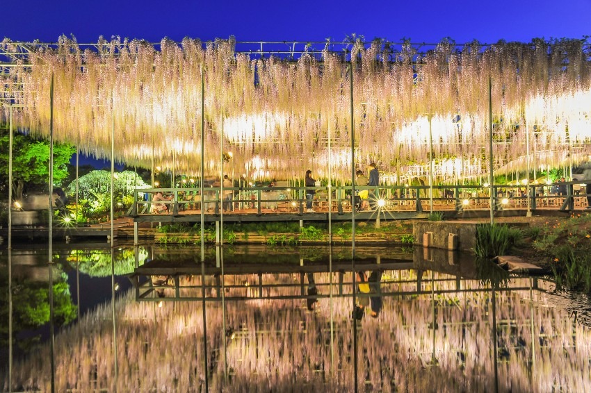 Wisteria flowers at Ashikaga Flower Park