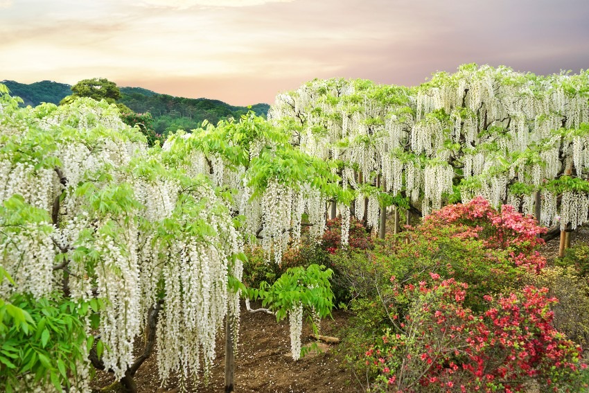 Kawachi Fujien = wisteria flowers are really wonderful!