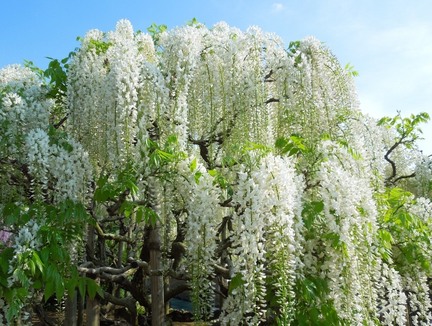 足利フラワーパーク 栃木県 日本を代表する花の公園 藤の花がすばらしい お花畑モンスター