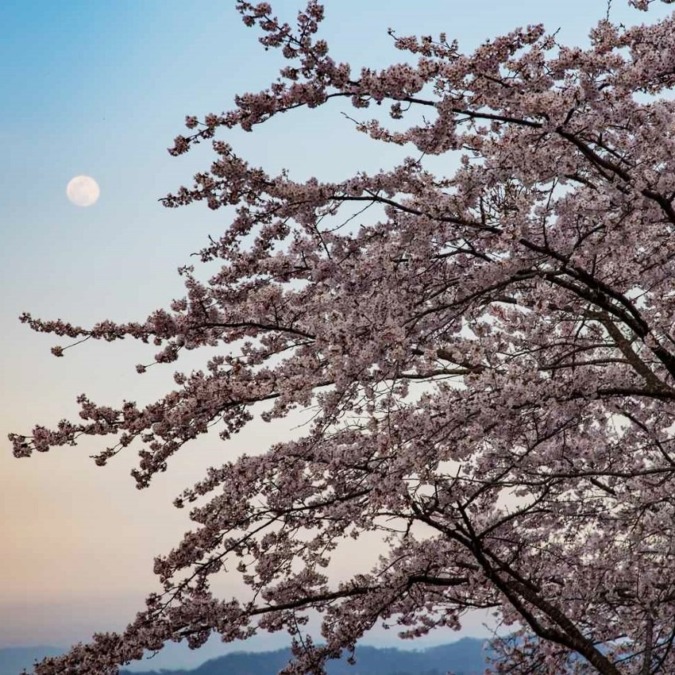 Cherry blossoms at Miyajima