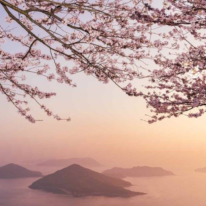 Cherry blossoms on Mt.Shiude