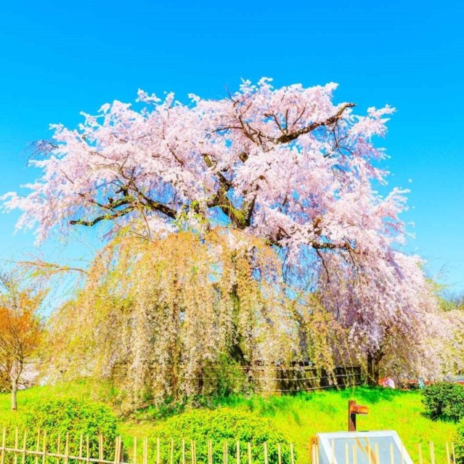 Cherry blossoms in Maruyama Park