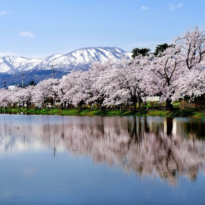 Cherry blossoms at Takada Castle