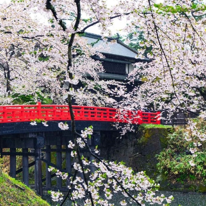 Cherry blossoms at Hirosaki Castle