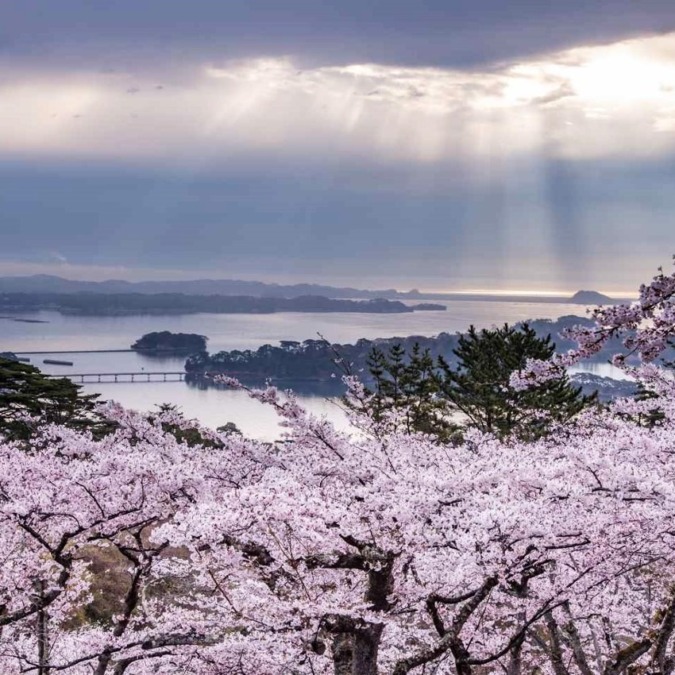 Cherry blossoms at Miyajima