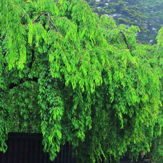 Fresh greenery at Kakunodate Buke Yashiki