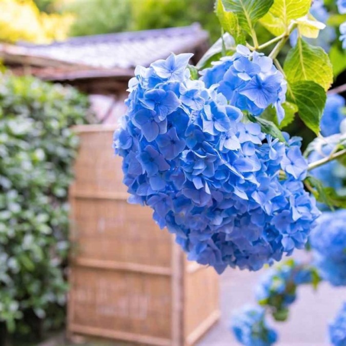 Meigetsuin in the season of hydrangea