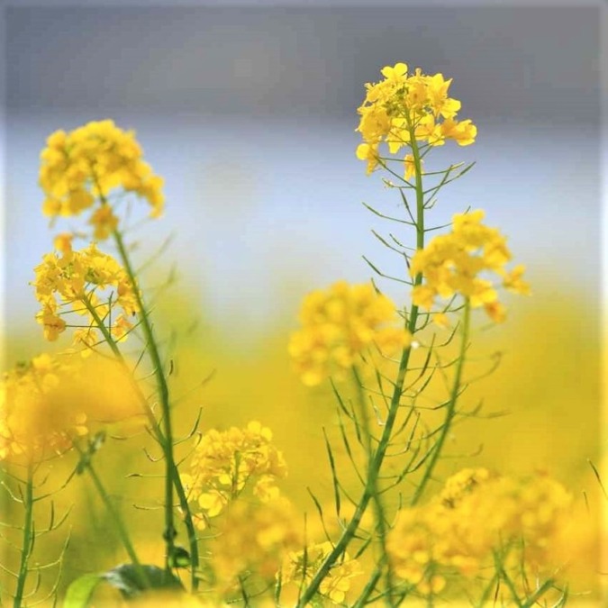 Rape blossom field around Lake Ikeda