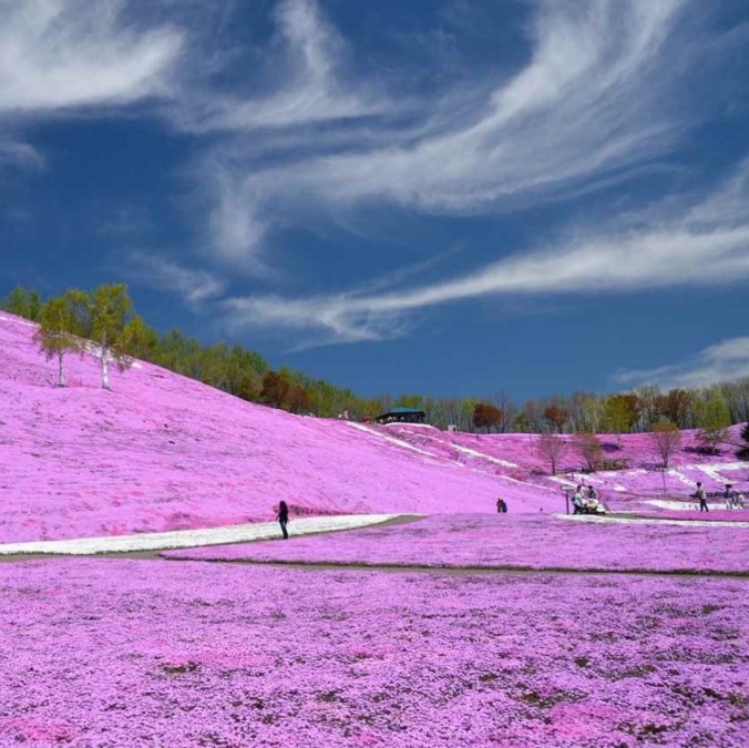 Higashimokoto Shibazakura Park