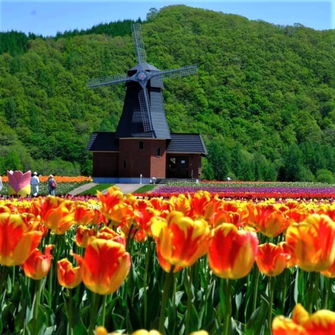 Kamiyubetsu Tulip Park