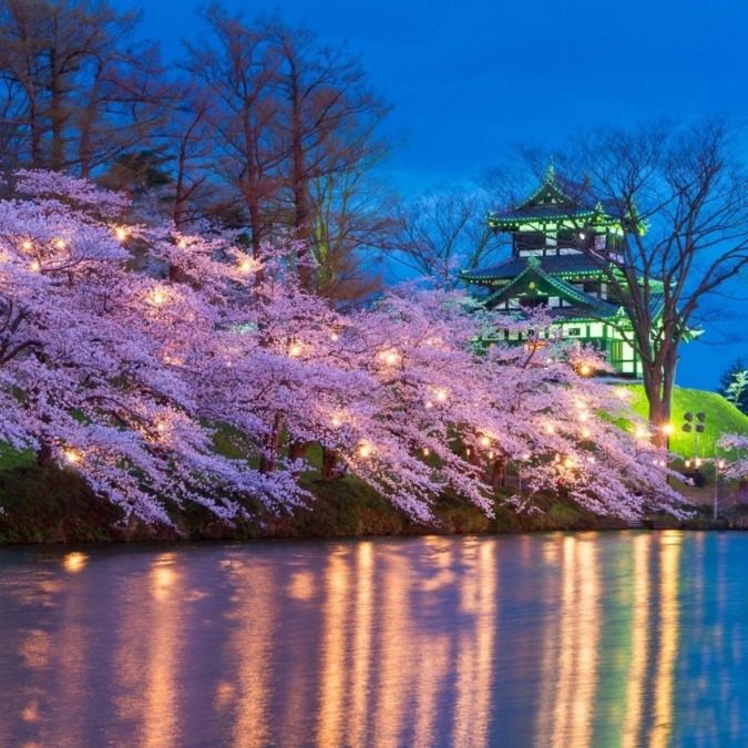 Cherry blossoms at Takada Castle