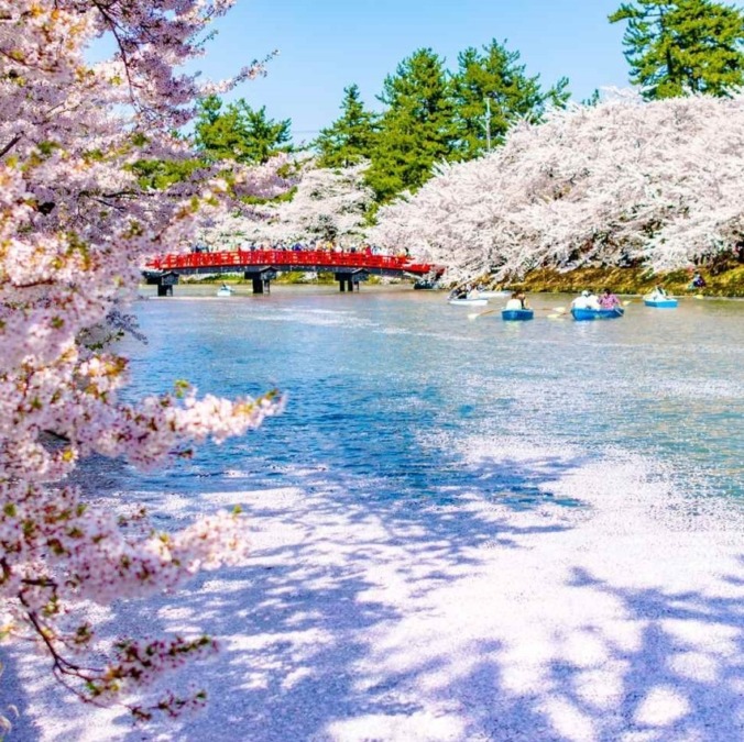 Cherry blossoms at Hirosaki Castle