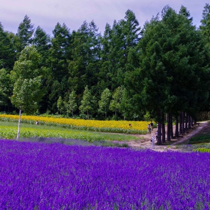 彩香の丘 佐々木ファーム 北海道 中富良野最大のラベンダー畑 6月上旬 8月上旬が見ごろ お花畑モンスター