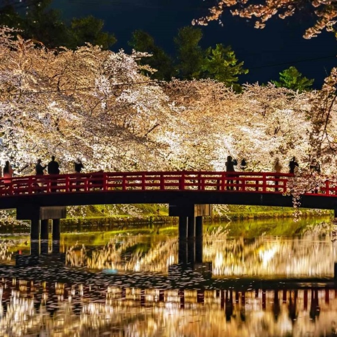 Cherry blossoms at Hirosaki Castle