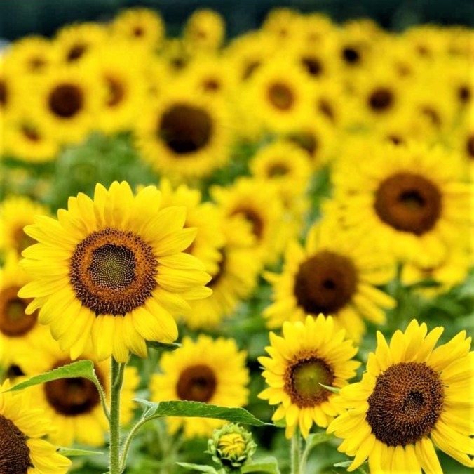 Nanko sunflower fields