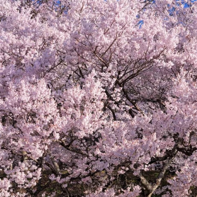 Takato Joshi Park