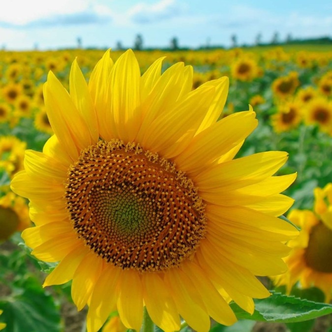 Hokuryu Sunflower Village